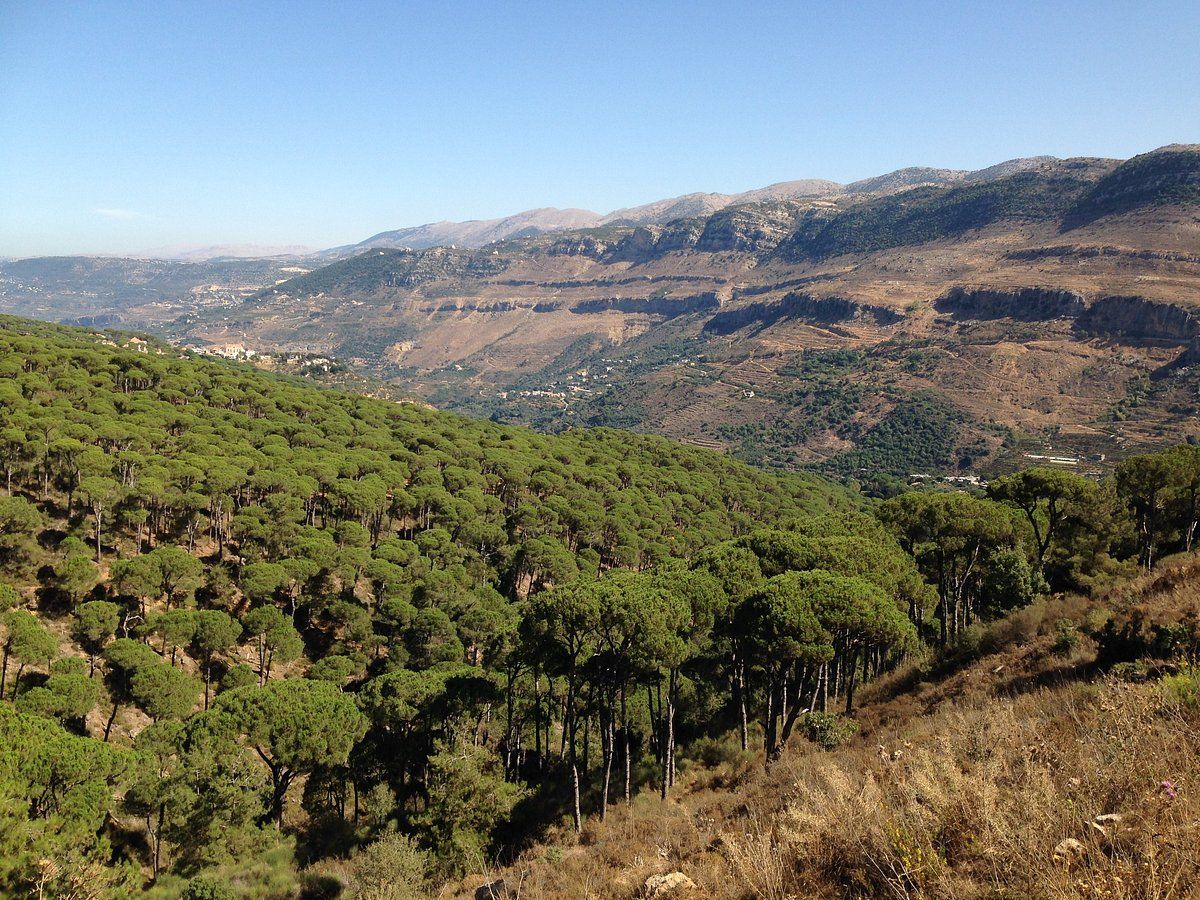 تعليقات حول ‪Bkassine Pine Forest‬ - جزين, لبنان - Tripadvisor