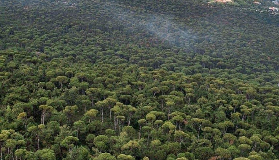 جنة الصنوبر اللامتناهية... فوز بكاسين كإحدى أفضل القرى السياحية في العالم | النهار