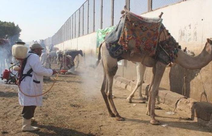 "الزراعة":
      فحص
      علاج
      وفحص
      1800
      من
      الخيول
      والإبل
      والحيوانات
      الأليفة
      بنزلة
      السمان