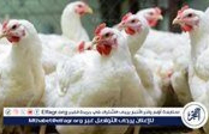 أسعار
      الدواجن
      اليوم
      الخميس
      7-11-2024
      في
      الدقهلية