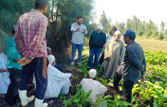 زراعة
      35
      ألف
      فدان
      بمحصول
      بنجر
      السكر
      في
      البحيرة..
      صور