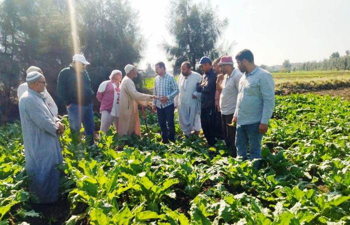 زراعة
      35
      ألف
      فدان
      بمحصول
      بنجر
      السكر
      في
      البحيرة..
      صور