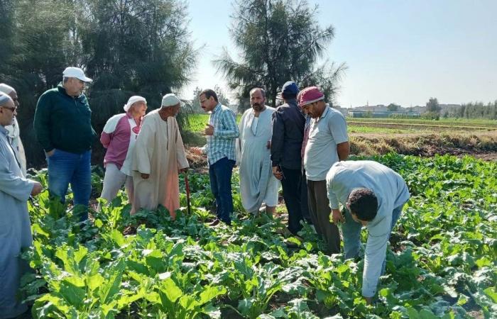 زراعة
      35
      ألف
      فدان
      بمحصول
      بنجر
      السكر
      في
      البحيرة..
      صور