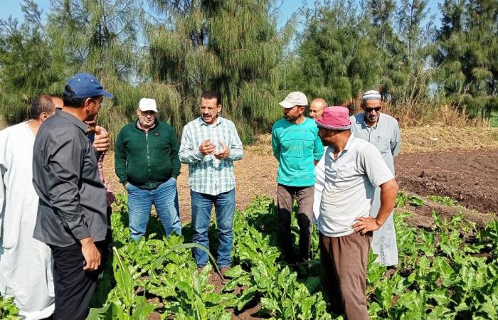 زراعة
      35
      ألف
      فدان
      بمحصول
      بنجر
      السكر
      في
      البحيرة..
      صور