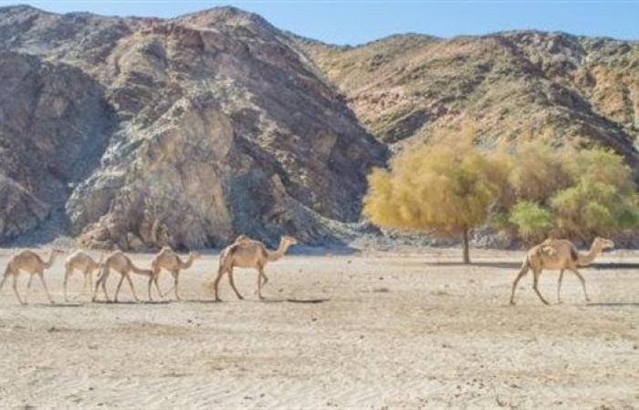 "غرب
      سهيل"
      و"أبو
      غصون"
      بين
      الأفضل
      عالميًا..
      السياحة
      الريفية
      الوجه
      الجديد
      لجذب
      30
      مليون
      سائح