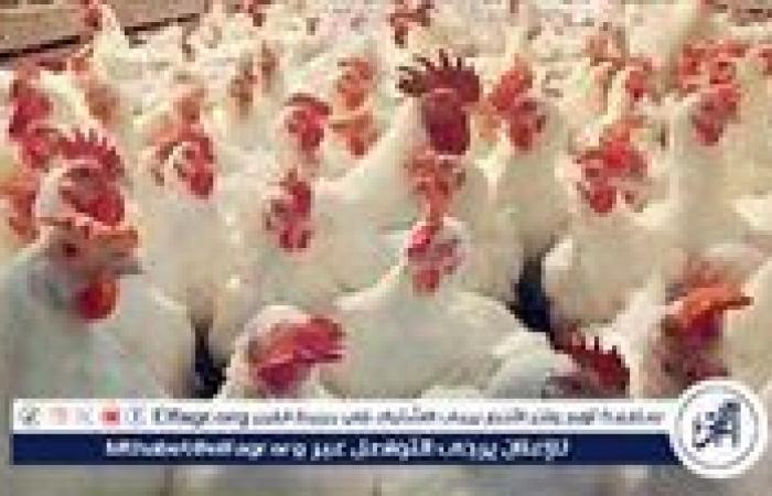 بورصة
      الدواجن..
      أسعار
      الفراخ
      البيضاء
      اليوم
      الاثنين
      25-11-2024
      في
      قنا