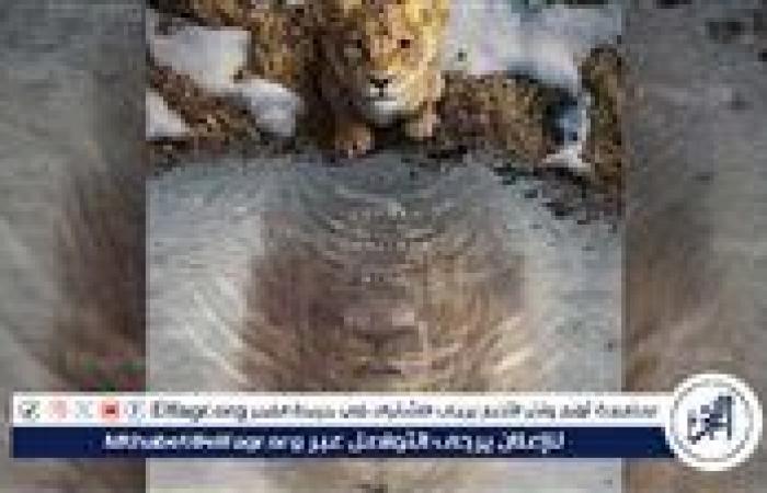 4.5
      مليون..
      إجمالي
      إيرادات
      فيلم
      Mufasa:
      The
      Lion
      King
      في
      دور
      العرض
      المصرية