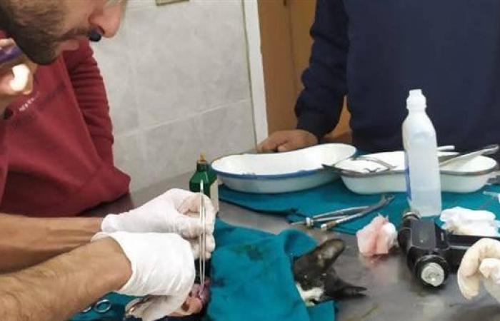 دهستها
      سيارة..
      "طب
      بيطري
      الغربية"
      ينجح
      في
      إنقاذ
      قطة
      صغيرة