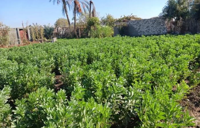 فريق
      الإرشادي
      البحثي
      بالفيوم
      يقوم
      بزيارة
      حقول
      محاصيل
      الطماطم
      والفول
      والخس