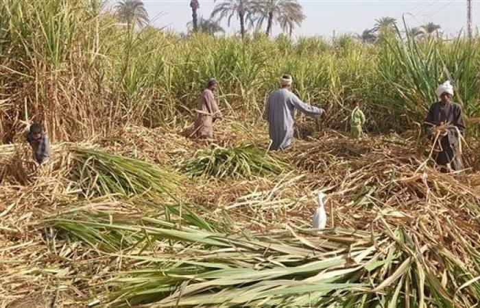 زراعة
      المنيا
      تكشف
      تفاصيل
      إنطلاق
      موسم
      توريد
      القصب
      لعام
      2025