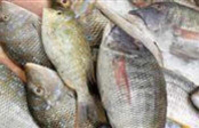 انخفاض
      بعض
      الأصناف..
      أسعار
      الأسماك
      اليوم
      الأربعاء
      18
      يونيو
      في
      سوق
      العبور