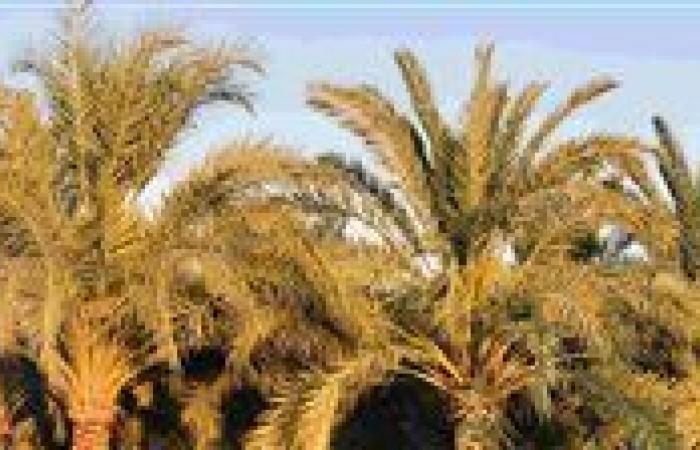 أهمية
      خف
      النخيل
      وتسميده..
      أبرز
      التوصيات
      لمزارعي
      نخيل
      البلح