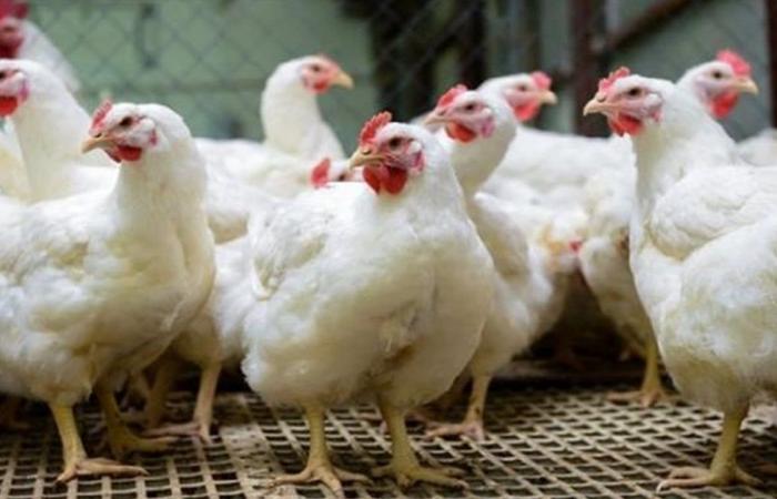 أسعار
      الفراخ
      البيضاء
      فى
      بورصة
      الدواجن
      اليوم
      الجمعة
      24-10-2025