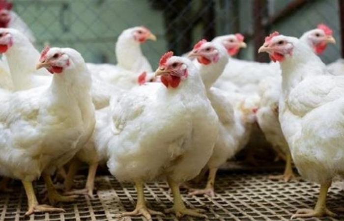 أسعار الفراخ البيضاء اليوم السبت 4-4-2026 فى بورصة الدواجن والأسواق