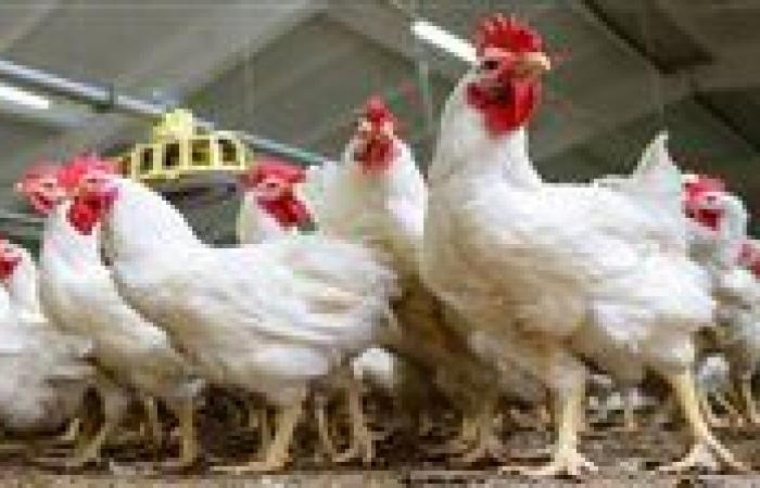 تراجع مفاجئ في سعر الفراخ البيضاء اليوم.. انخفاض البانيه والشيش طاووق في الأسواق