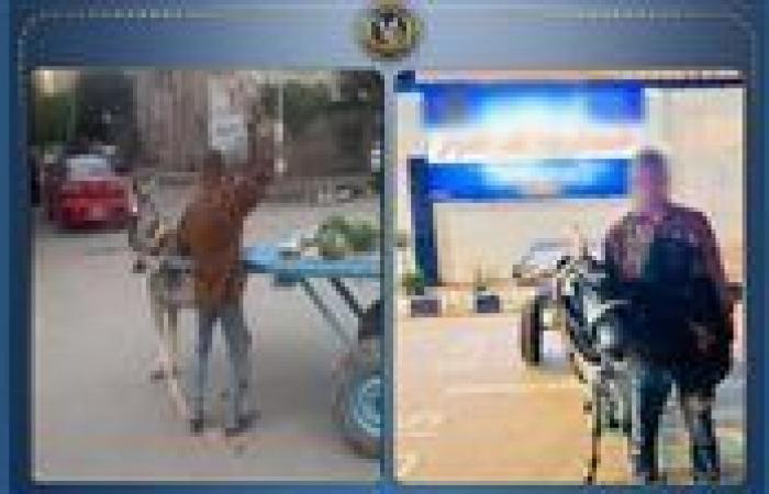 "بائع الخضار الغاضب".. ضرب حماره بالحجارة في البحيرة