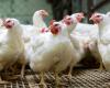 للمزارع والمحلات.. سعر الفراخ البيضاء اليوم الجمعة 3-4-2026 في بورصة الدواجن