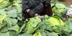 لديها 12 حفيدًا .. حكاية الحاجة شهيرة بكفر الشيخ والسعي وراء لقمة العيش تحت المطر