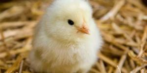 أسعار البط والكتاكيت في الغربية اليوم الأربعاء 1 إبريل 2026