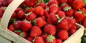 كيلو الفراولة بـ 3 جنيه.. مزارع يشكوا من انهيار الأسعار (فيديو)