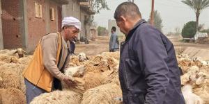 قوافل بيطرية مجانية تجوب مراكز المحمودية والرحمانية بالبحيرة