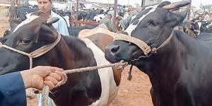 اعرف أسعار اللحم القائم بأسواق الوادي الجديد اليوم السبت