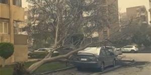 بعد الطقس السيئ.. سقوط شجرة على سيارة بمدينة 6 أكتوبر يثير القلق (فيديو)