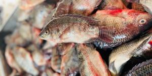 أسعار السمك اليوم السبت 4 أبريل 2026 في الأسواق المصرية