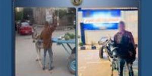 "بائع الخضار الغاضب".. ضرب حماره بالحجارة في البحيرة