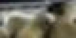 سكيكدة: وصول باخرة محملة بـ9400 رأس غنم قادمة من رومانيا تحسبا لعيد الأضحى