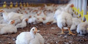 سعر الفراخ اليوم الإثنين 20 إبريل 2026 في السوق المحلي