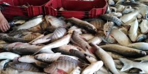 أسعار الأسماك والمأكولات البحرية بمحافظة الغربية اليوم السبت 25 أبريل 2026