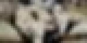 ميناء تنس يستقبل شحنة جديدة بـ7150 رأسا من الأغنام المستوردة من إسبانيا