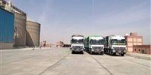 توريد أكثر من 80 ألف طن قمح إلى صوامع وشون القمح في المنيا