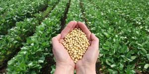 هل يجوز لي التعاقد على شراء كميات محددة من الحبوب الزراعية قبل الحصاد؟