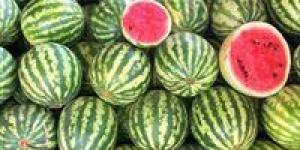 حقيقة البطيخ المسرطن.. الزراعة تكشف التفاصيل الكاملة