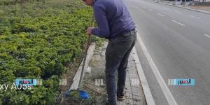 جهاز مدينة بدر يواصل تطوير المسطحات الخضراء ورفع كفاءة أعمال الزراعة