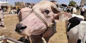 هل يجوز شراء الأضحية بالتقسيط؟.. أمين الفتوى يجيب
