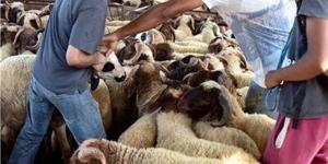 حكم الاقتراض لشراء الأضحية 2026.. متى يجوز شرعًا؟