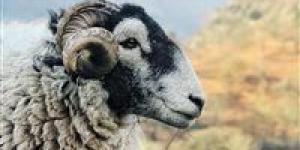 الحبس والغرامة ومصادرة الأضحية عقوبات الذبح خارج المجازر