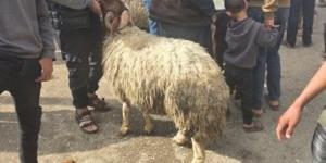 أضاحى غزة.. حين يصبح "الصمود" هو القربان الأعظم لأهل الرباط