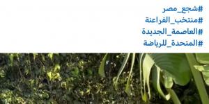 تامر حسني يحيي حفلا غنائيا باستاد القاهرة قبل مباراة مصر وروسيا