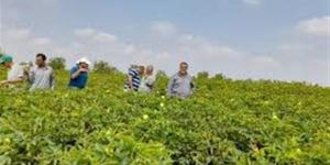 ضمانات الفلاح والمستهلك بمشروع قانون الزراعة التعاقدية الجديد