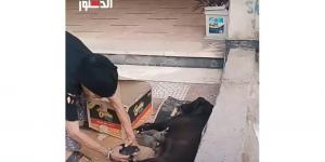 مشلتش عينها من على ولادها.. سيدة مسنه تساعد كلبة على نقل صغارها إلى مكان آمن (فيديو)