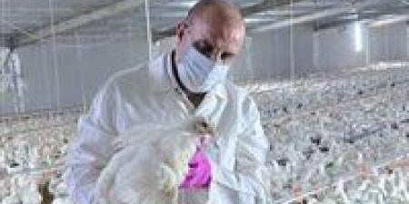 نفوق
      12
      ألف
      طائر..
      العراق
      يسجل
      إصابات
      بإنفلونزا
      الطيور
      بين
      الدواجن