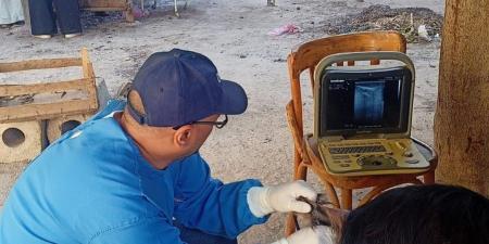 الزراعة
      تطلق
      قافلة
      بيطرية
      بالجيزة
      تقدم
      خدمات
      التناسليات
      الحيوانية
      لـ1056
      رأس
      ماشية