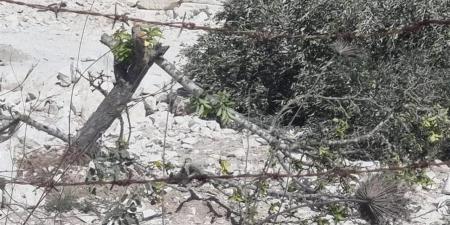 "الزيتون"
      يكشف
      "الوجه
      القبيح"
      للمستوطنين
      بالضفة
      الغربية