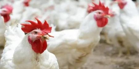 123 جنيه.. ارتفاع جديد في أسعار الفراخ اليوم الخميس 6 نوفمبر 2025