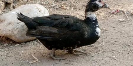 انخفاص أسعار البط اليوم بالغربية