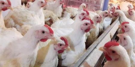 أسعار الفراخ اليوم الأحد 9 نوفمبر 2025 في بورصة الدواجن